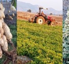 Ellek de Yerfıstığı Hasadı Başladı