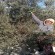 Zeytin Üreticileri İş Başında