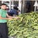 Düziçi'nde Mısır 1,5 tl'den 50 kuruşa düştü